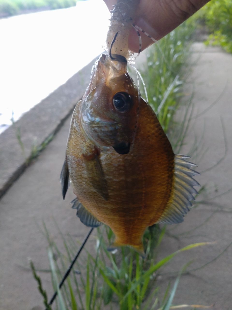 ブルーギル