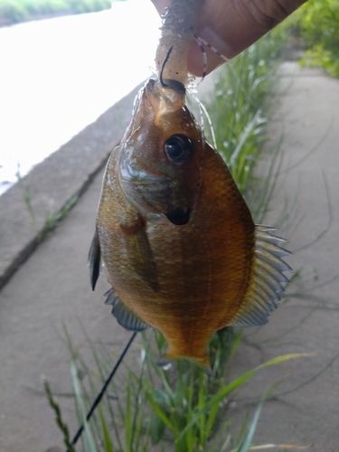 ブルーギルの釣果