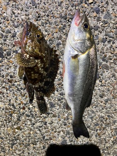 シーバスの釣果