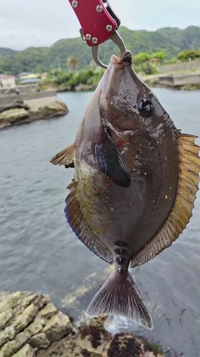 サンノジの釣果