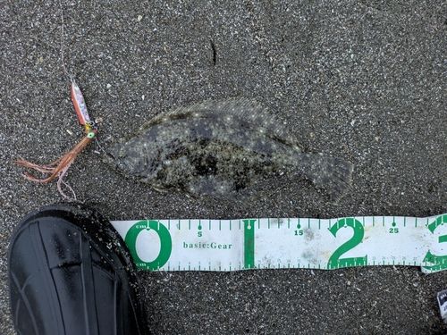 ソゲの釣果