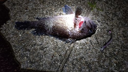 ソイの釣果