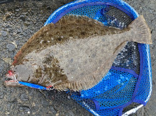 ヒラメの釣果