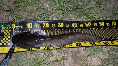 ナマズの釣果