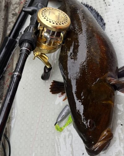 アイナメの釣果