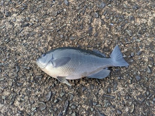 グレの釣果
