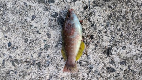 すなみ海浜公園