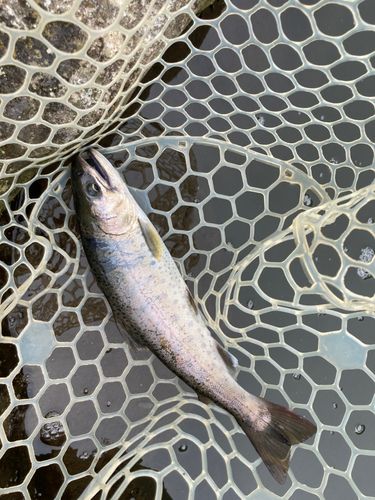 ヤマメの釣果