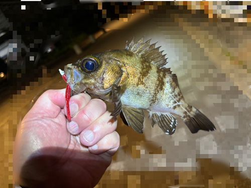 シロメバルの釣果