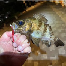 シロメバル