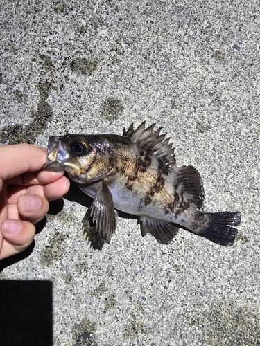 メバルの釣果