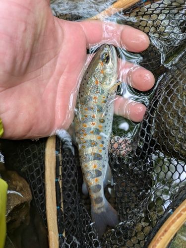 アマゴの釣果