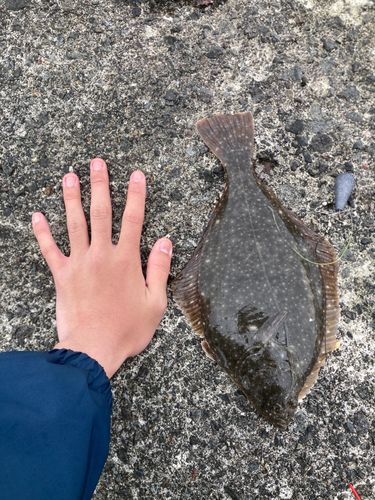 クロガシラガレイの釣果