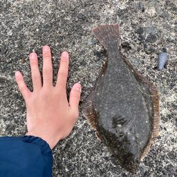 クロガシラガレイ