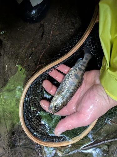 ヤマメの釣果