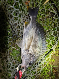 キビレの釣果