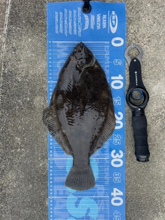 マコガレイの釣果