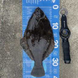 マコガレイ