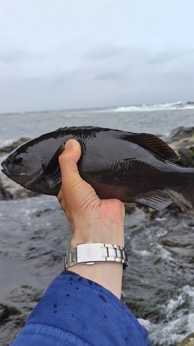 メジナの釣果