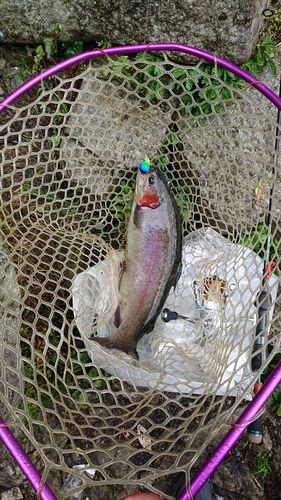 ホウライマスの釣果