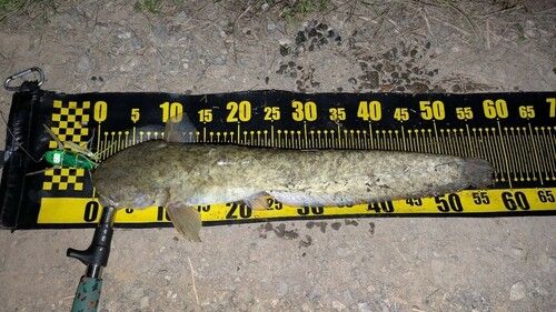 ナマズの釣果