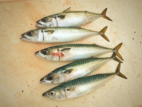 サバの釣果