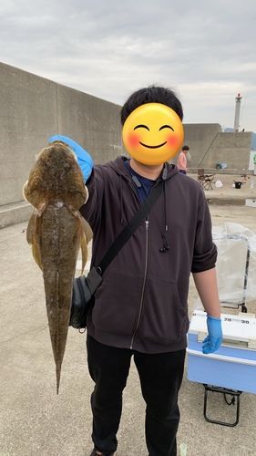 マゴチの釣果