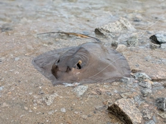エイの釣果