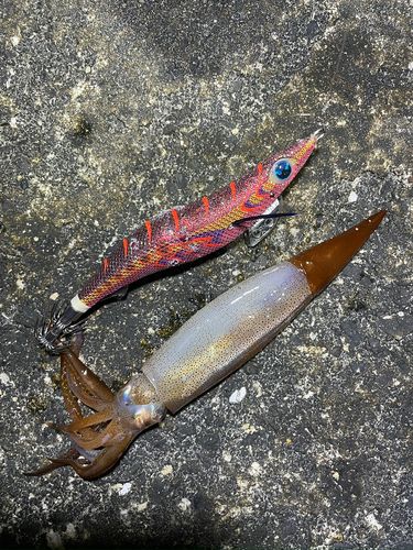 ヤリイカの釣果