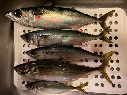 アジの釣果