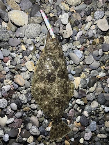 ヒラメの釣果