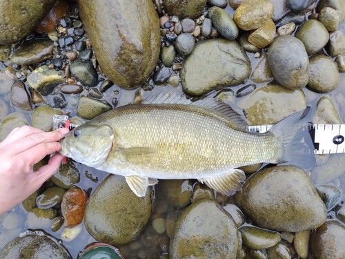 スモールマウスバスの釣果