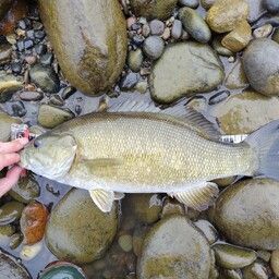 スモールマウスバス