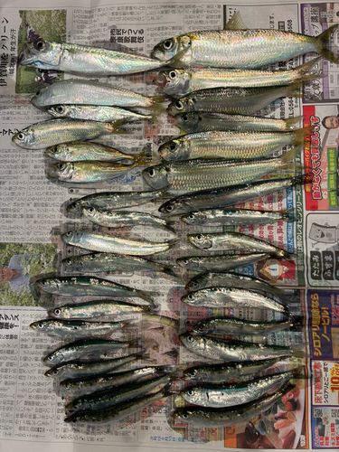 サッパの釣果