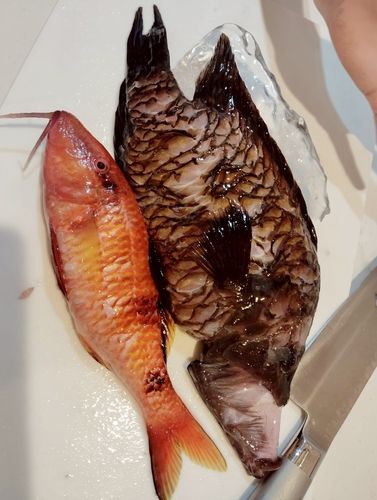 オジサンの釣果