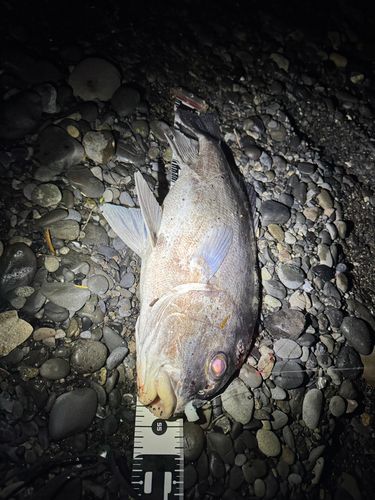 コショウダイの釣果