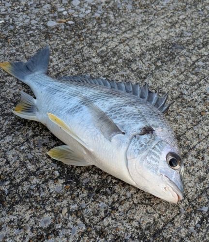 キチヌの釣果