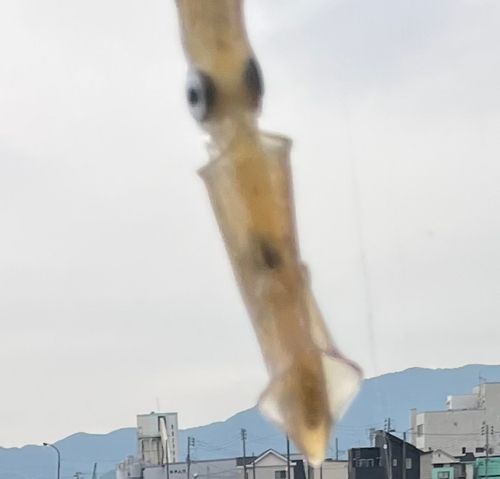 ヒイカの釣果