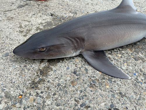 エイラクブカの釣果