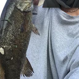 ラージマウスバス