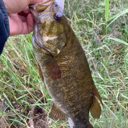 スモールマウスバス