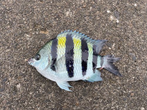 オヤビッチャの釣果