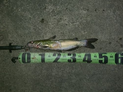 アメリカナマズの釣果