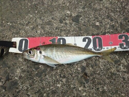 アジの釣果