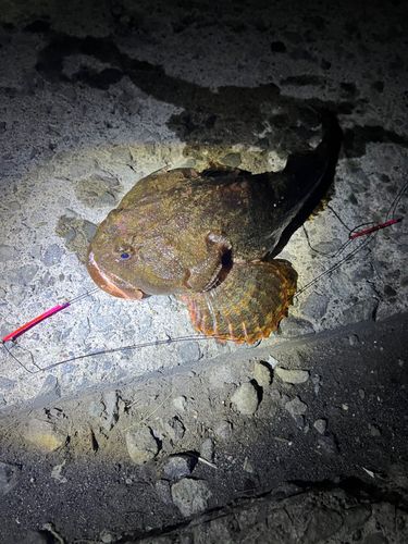 カジカの釣果