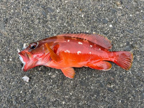アカハタの釣果