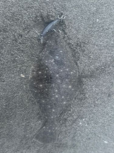 ソゲの釣果