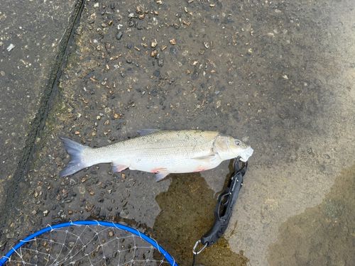 マルタウグイの釣果