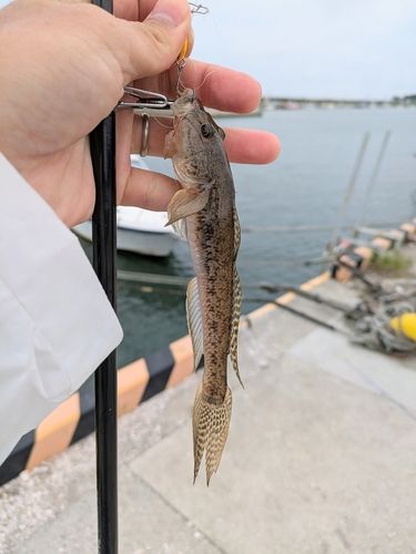 マハゼの釣果