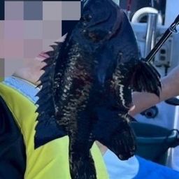 クロスズメダイ